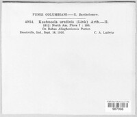 Kuehneola uredinis image